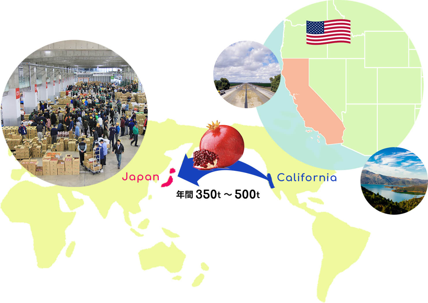 Carifornia → Japan 年間350t～500t